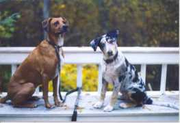 saveadog.org Snickerz