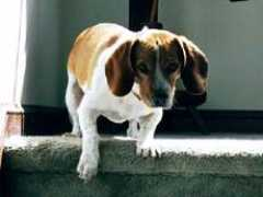 beaglebuddies.com Snicks