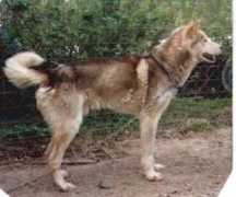 huskycolors.com Snill