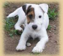 edgewaterterriers.com Snitch