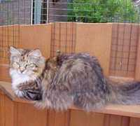 forest-cats.com Snoes