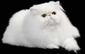 preciouscats.net Snoke