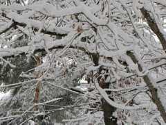 techno-fandom.org Snoob