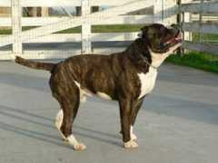 boydsbulldogs.com Snope