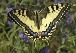 nature.hyperlink.cz Snosy