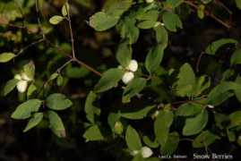 Snowberry