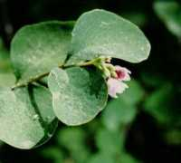 Snowberry
