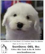 Snowdowne