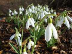 Snowdrops