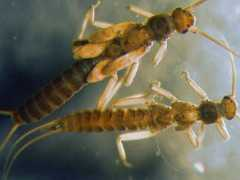 Snowfly