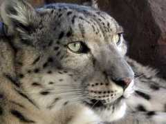 Snowleopard