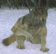 Snowolf