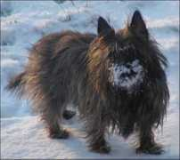 Snowolf