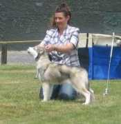 Snowolf