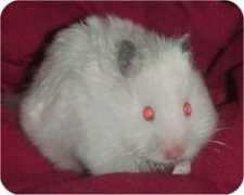 Snuffi