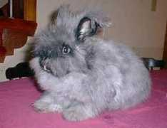 mybunnies.com Snugglebunny