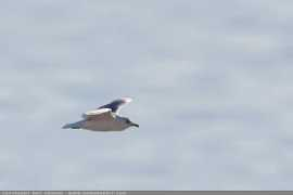 dangrabbit.com Soaring