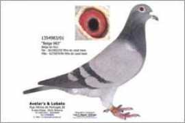 loftgest.com Sobralinho