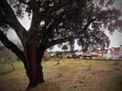 Sobreiro