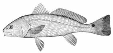 ccma.nos.noaa.gov Socel