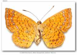 butterfliesofamerica.com Sodalis