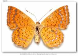 butterfliesofamerica.com Sodalis