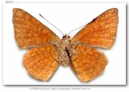 butterfliesofamerica.com Sodalis