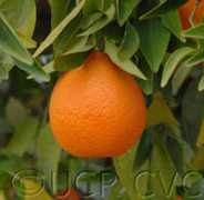 citrusvariety.ucr.edu Sodea
