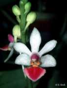 parishianae.de Soekardi