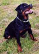 rottweilervonjuan.ch Soeurt