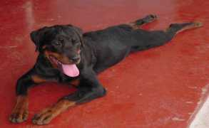 rottweilervonjuan.ch Soeurt