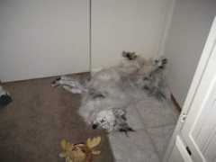 dailypuppy.com Soffee