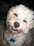 dailypuppy.com Soffee