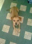 Sofi