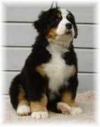 kennel-hiselfoss.com Sofies