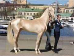 kinologysaratov.dogbb.ru Sofochka