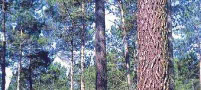 Softwood
