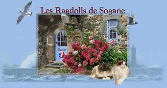 ragdollsdesogane.com Sogane