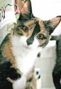 gotpetsonline.com Sohor