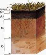 Soils