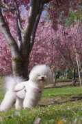 lingvox.weebly.com Soitan