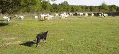 hnrworkingkelpies.com Solais