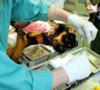 zpravy.idnes.cz Soldatek