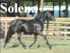 bridledpassionfarm.com Solena