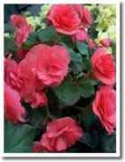 cutdriedflowerfarm.com Solenia