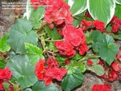 davesgarden.com Solenia