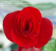 davesgarden.com Solenia