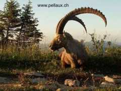pellaux.ch Soliat