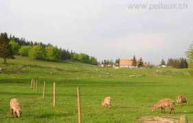 pellaux.ch Soliat