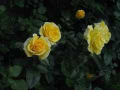 ameroses.com Solidor